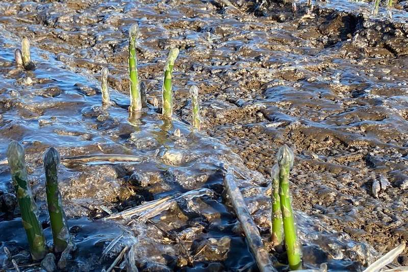 Le gel fait des dommages chez nos cultivateurs
